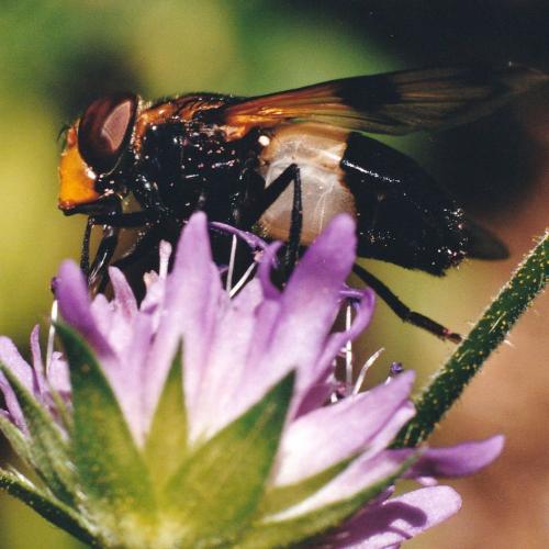 Volucella pellucens